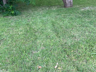 Lawn Care service in Santa Maria, 93454