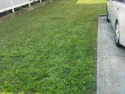 Lawn Care service in Brooklyn, 11216