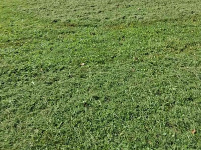Lawn Care service in Bristol, 37620