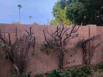 Leaf Removal service in Gilbert, 85295