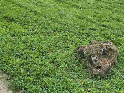 Lawn Care service in Urbana, 61801