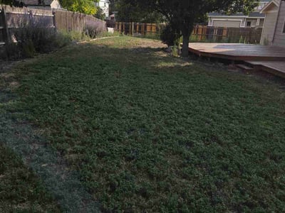 Lawn Care service in Castle Rock, 80104