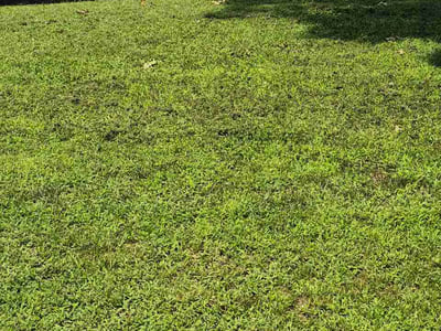Lawn Care service in Lusby, 20657