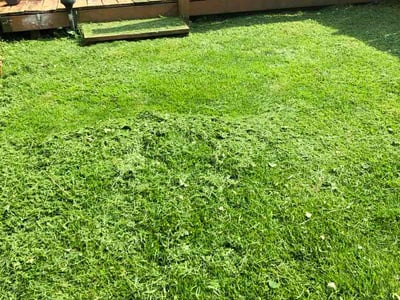 Lawn Care service in Forest Hill, 21050