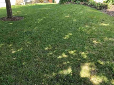 Lawn Care service in Loveland, 45140