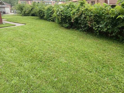 Lawn Care service in Elk Grove Village, 60007