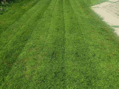 Lawn Care service in Park Ridge, 60068