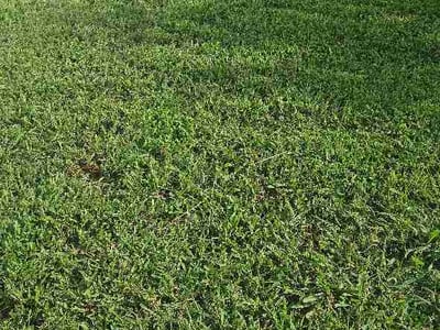 Lawn Care service in Statesville, 28677