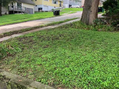 Lawn Care service in Sacramento, 95814