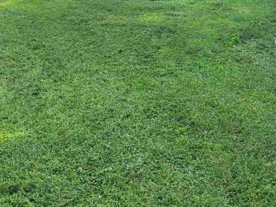 Lawn Care service in Lebanon, 37087