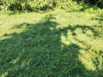 Lawn Care service in Marshfield, 65706