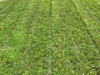 Lawn Care service in South Holland, 60473