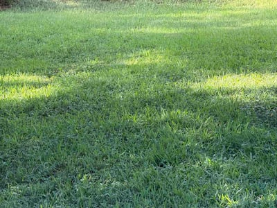 Lawn Care service in Soddy Daisy, 37379