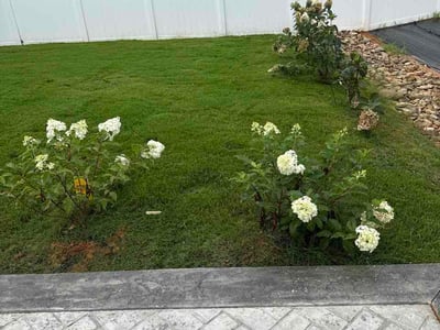 Lawn Care service in Rock Hill, 29730