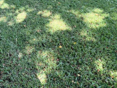 Lawn Care service in Saint Simons Island, 31522