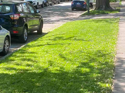 Lawn Care service in Cicero, 60804