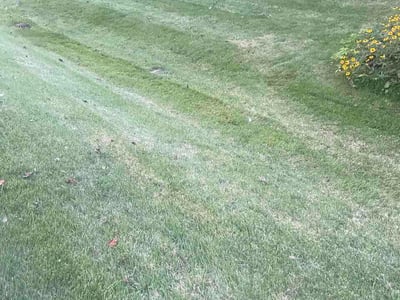 Lawn Care service in Indianapolis, 46204