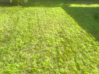 Lawn Care service in Albany, 12207