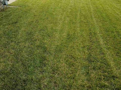 Lawn Care service in Columbia, 65201