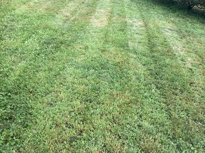 Lawn Care service in Gibsonia, 15044