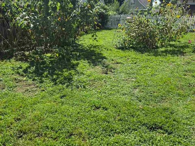 Lawn Care service in Omaha, 68102