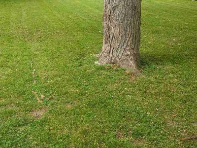 Lawn Care service in Union, 63084