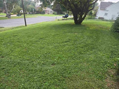 Lawn Care service in ,