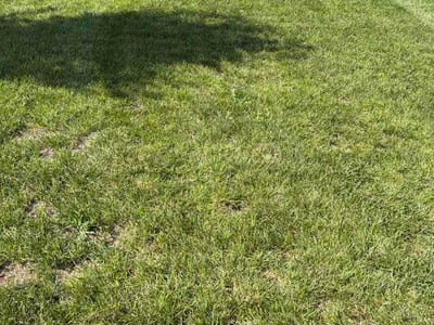 Lawn Care service in Mechanicsville, 23111