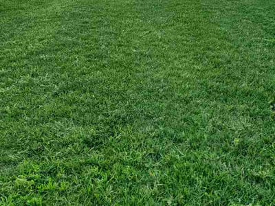 Lawn Care service in Belton, 64012