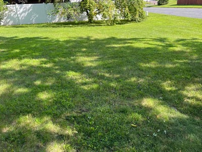 Lawn Care service in Brooklyn Center, 55429