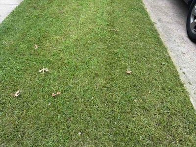 Lawn Care service in Springfield, 22150