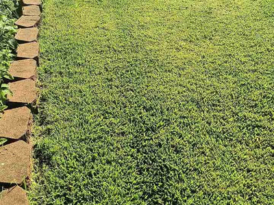 Lawn Care service in Fresno, 77545