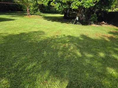 Lawn Care service in Miami, 33132