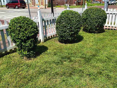 Lawn Care service in Middle Village, 11379