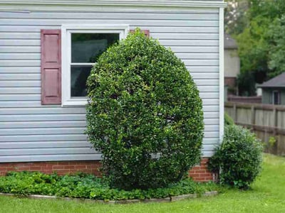 Lawn Care service in Maspeth, 11377