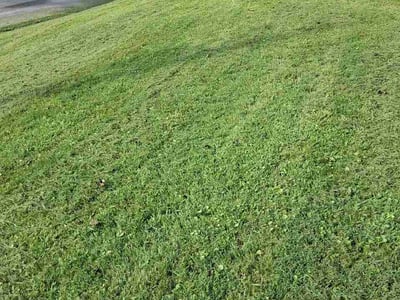 Lawn Care service in Rogersville, 37857