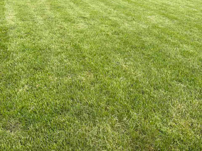 Lawn Care service in Champaign, 61820