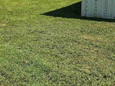 Lawn Care service in Jasper, 35501