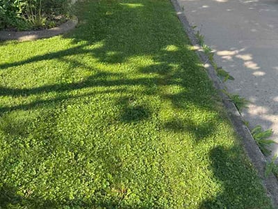 Lawn Care service in Kaukauna, 54130