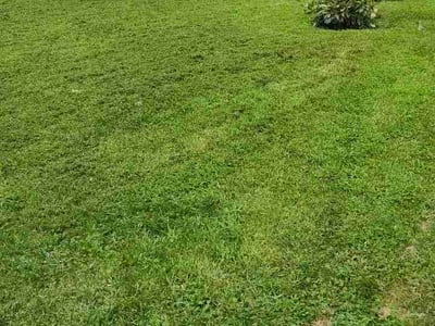 Lawn Care service in Nixa, 65714