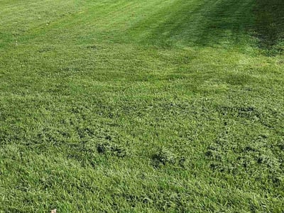 Lawn Care service in Grafton, 53024