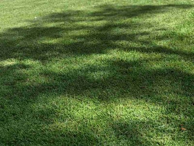 Lawn Care service in Alvin, 77511