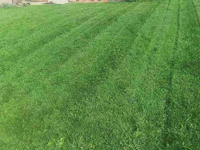 Lawn Care service in West Mifflin, 15122