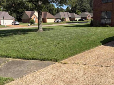 Lawn Care service in Olive Branch, 38654