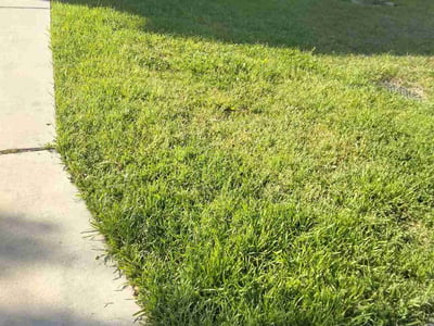Lawn Care service in Stone Oak, 78258