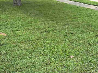 Lawn Care service in Menasha, 54952