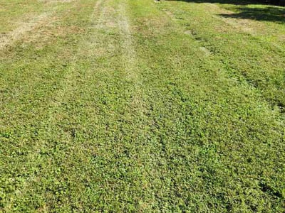 Lawn Care service in Laurel, 20707
