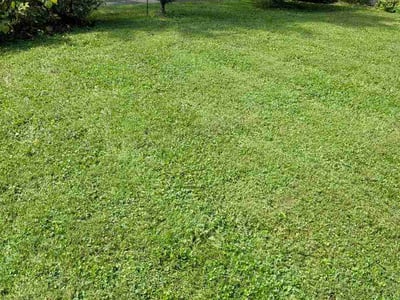 Lawn Care service in Trenton, 08608