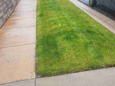 Lawn Care service in Peyton, 80831