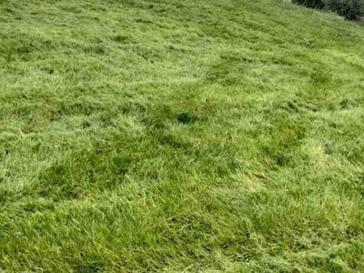 Lawn Care service in Spring Valley, 91977